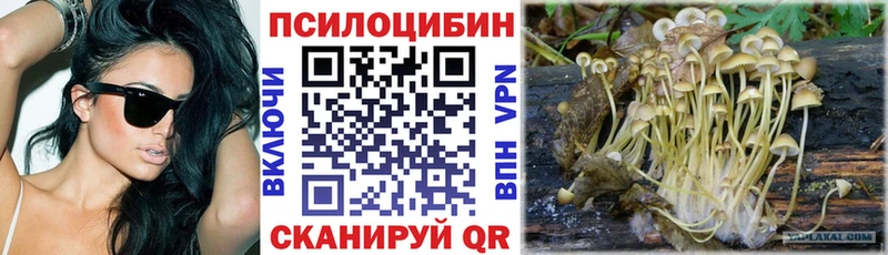 Купить где  Болгар  Псилоцибиновые грибы Psilocybine cubensis 